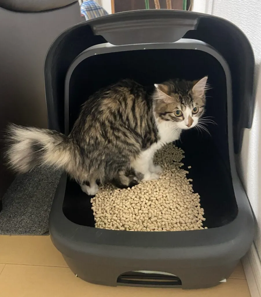赤いおしっこが出たらどうしよう？～犬や猫の血尿と血色素(けっしきそ)尿(にょう)～